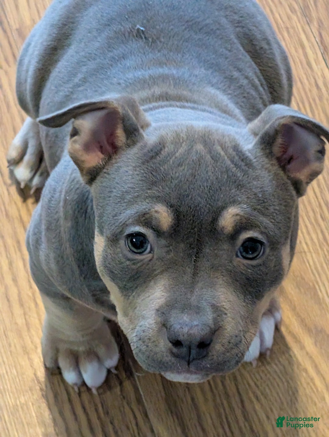 American Bully dogs for sale: American Bully Puppy 1 - Ad 1