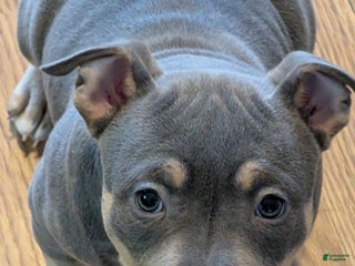 American Bully dogs American Bully Puppy 1 - Ad 32