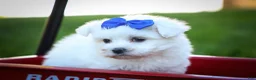 Maltese dogs for sale: Marley🐾 - Ad 2