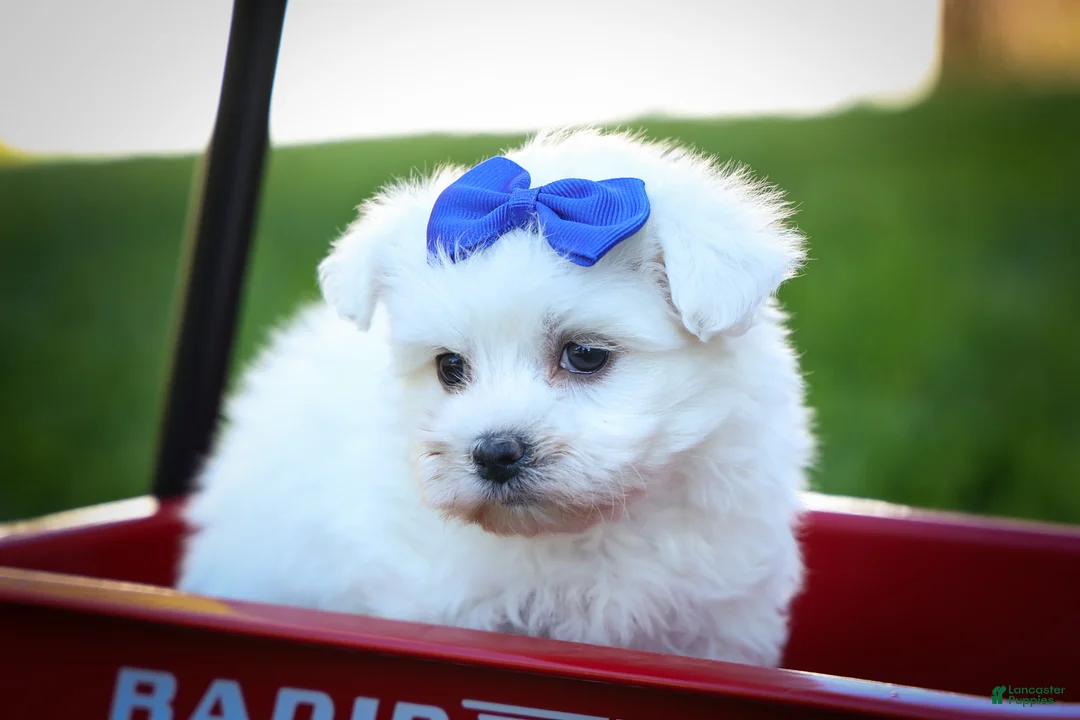 Maltese dogs for sale: Marley🐾 - Ad 2