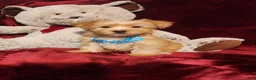Yorkshire Terrier dogs for sale: TUCKER - Ad 8