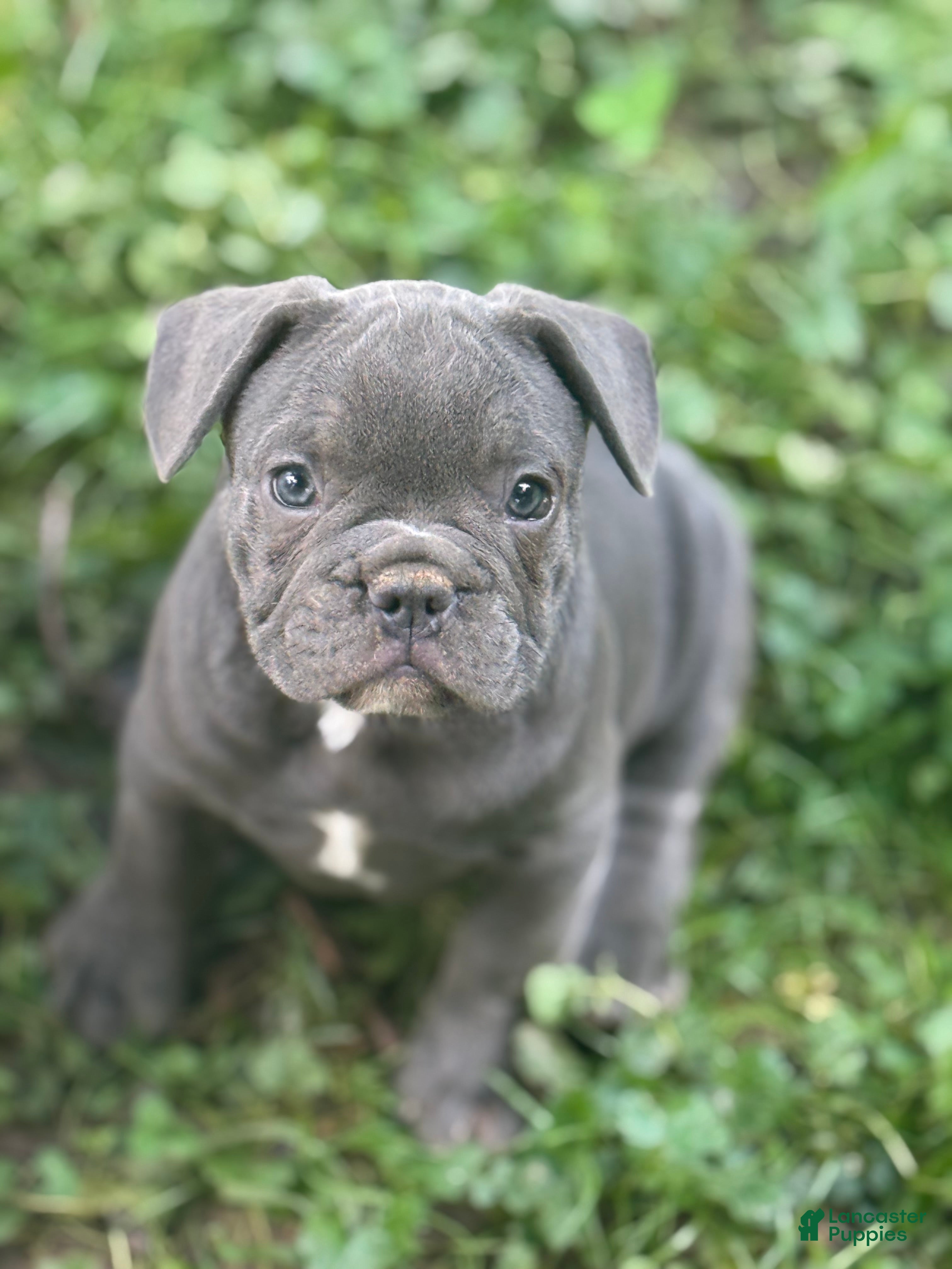 French Bulldog dogs Frankie - Ad 4