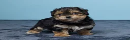 Yochon dogs for sale: Lance - Ad 4