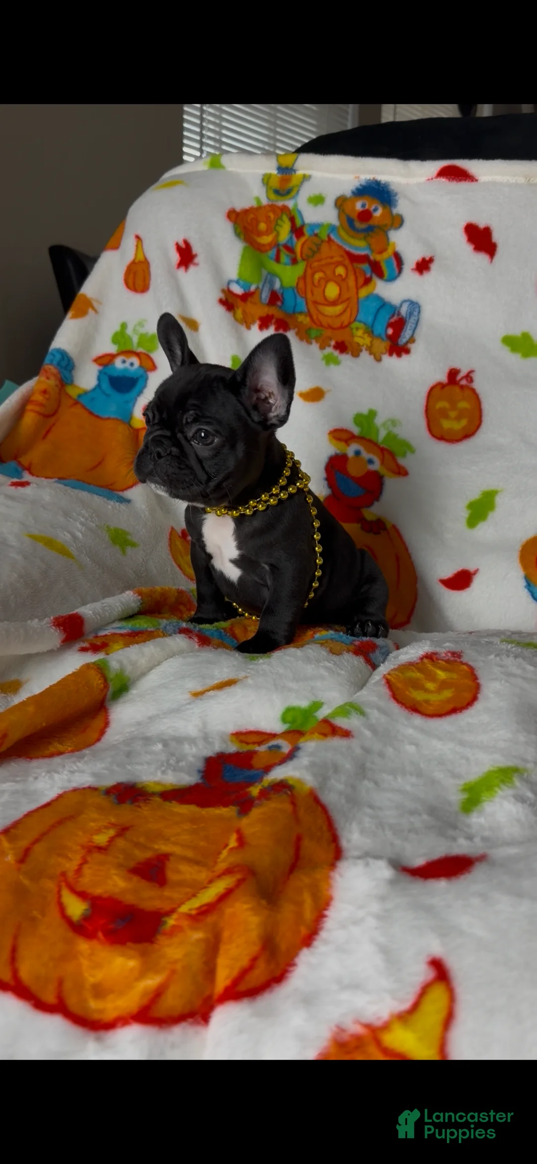 French Bulldog dogs for sale: French Bulldog 3 - Ad 1