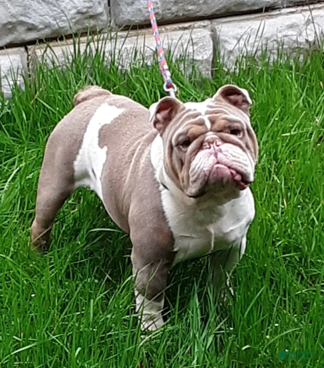 English Bulldog dogs for sale: Brewster - Ad 7