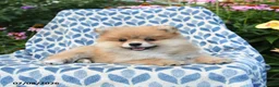 Pomeranian dogs for sale: Mercy - Ad 2