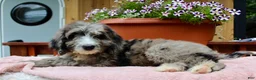Bernedoodle dogs for sale: Grace - Ad 8