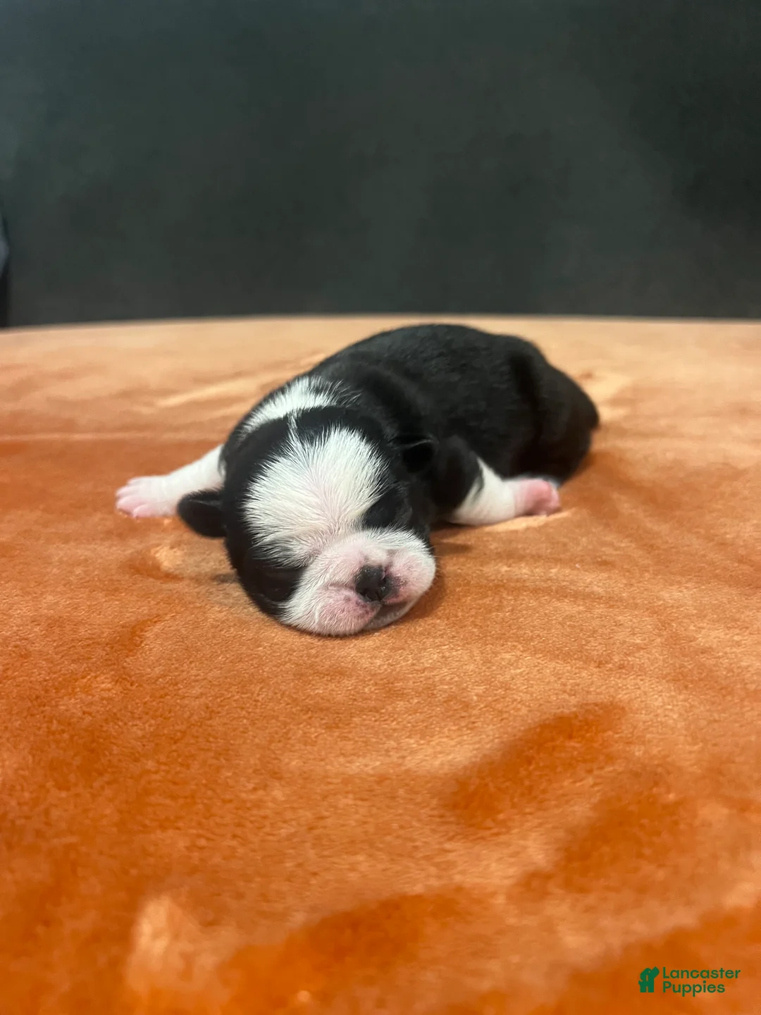 Pug dogs for sale: Ty - Ad 1