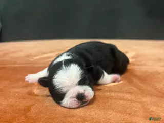 Pug dogs for sale: Ty - Ad 4