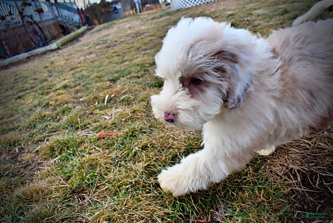 Havapoo dogs for sale: Wiggles - Ad 12