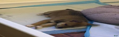 Rolo