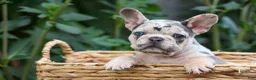 French Bulldog dogs for sale: Finn 🐾 - Ad 9