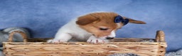 Welsh Corgi Pembroke dogs for sale: Luigi - Ad 14