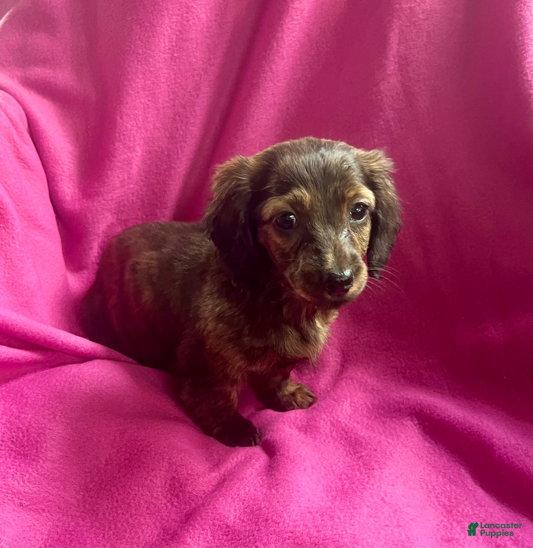 Dachshund dogs for sale: Mellow Cup - Ad 5