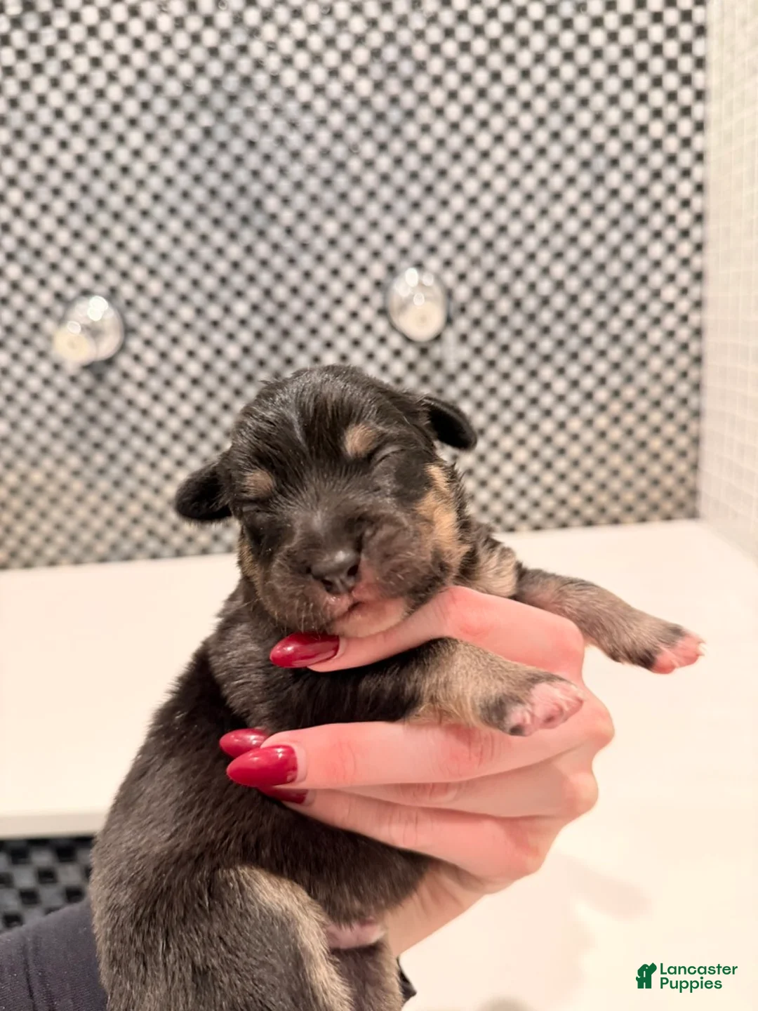 Australian Shepherd dogs for sale: Winston - Ad 3