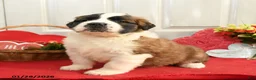 Saint Bernard dogs for sale: Heidi - Ad 2