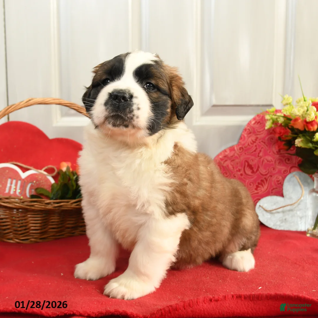 Saint Bernard dogs for sale: Heidi - Ad 2