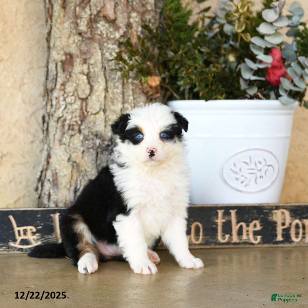 Australian Shepherd dogs for sale: Promise - Ad 3