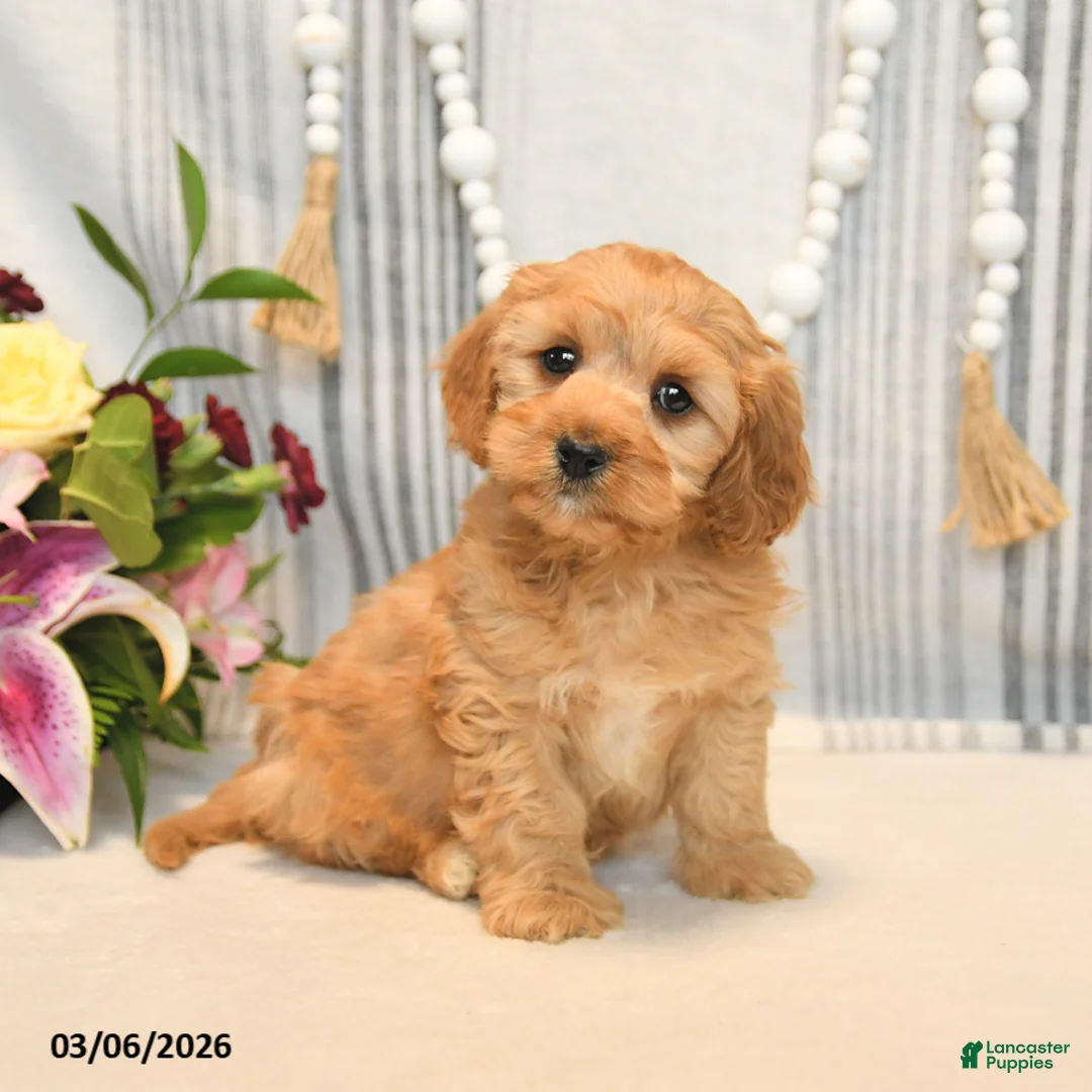 Cavapoo dogs for sale: Handsome - Ad 1