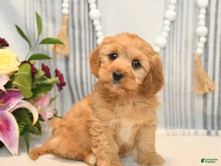 Cavapoo dogs for sale: Handsome - Ad 4