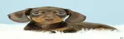 Miniature Dachshund dogs for sale: Rockett 🚀 - Ad 5