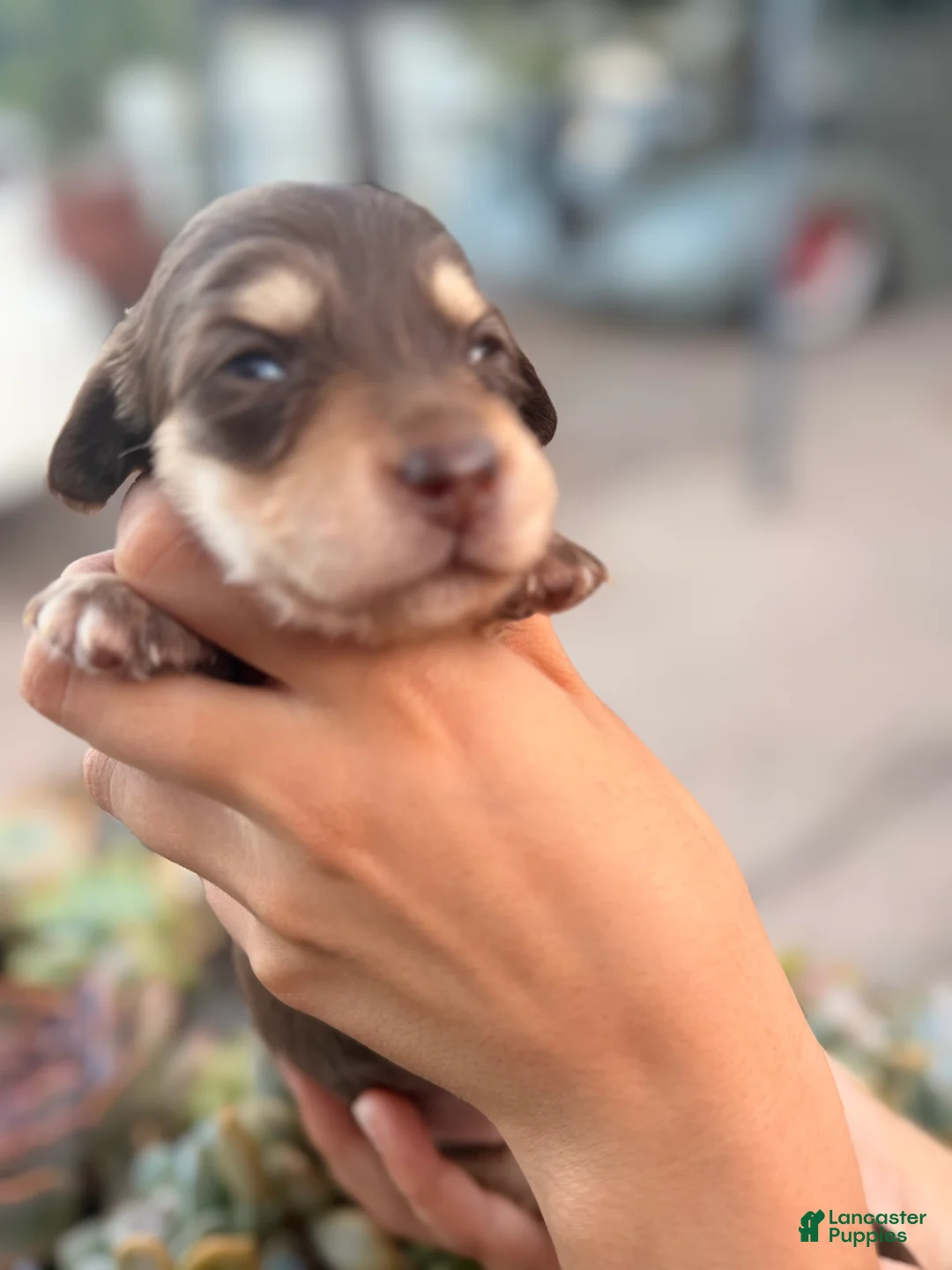 Miniature Dachshund dogs for sale: Miniature Dachshund 6 - Ad 2