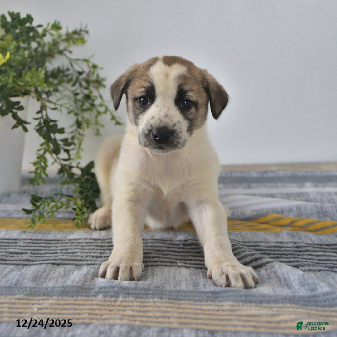 Mixed Breed dogs for sale: Sophia - Ad 2