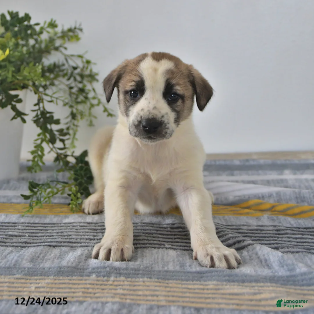 Mixed Breed dogs for sale: Sophia - Ad 7