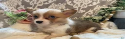 Welsh Corgi Pembroke dogs for sale: Summer - Ad 9