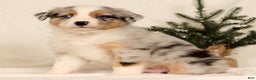 Miniature Australian Shepherd dogs for sale: Tanner - Ad 2