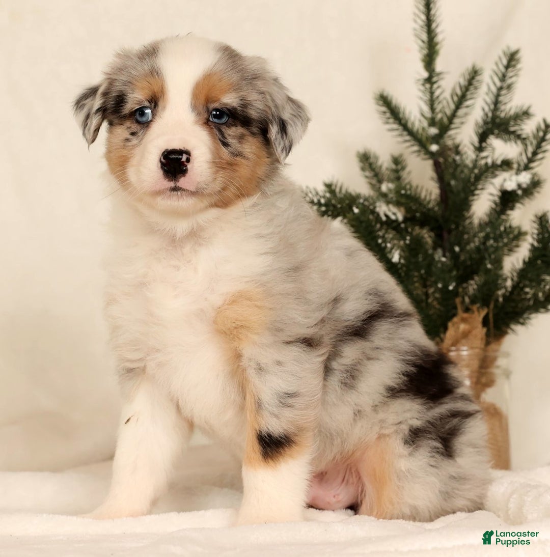 Miniature Australian Shepherd dogs for sale: Tanner - Ad 2