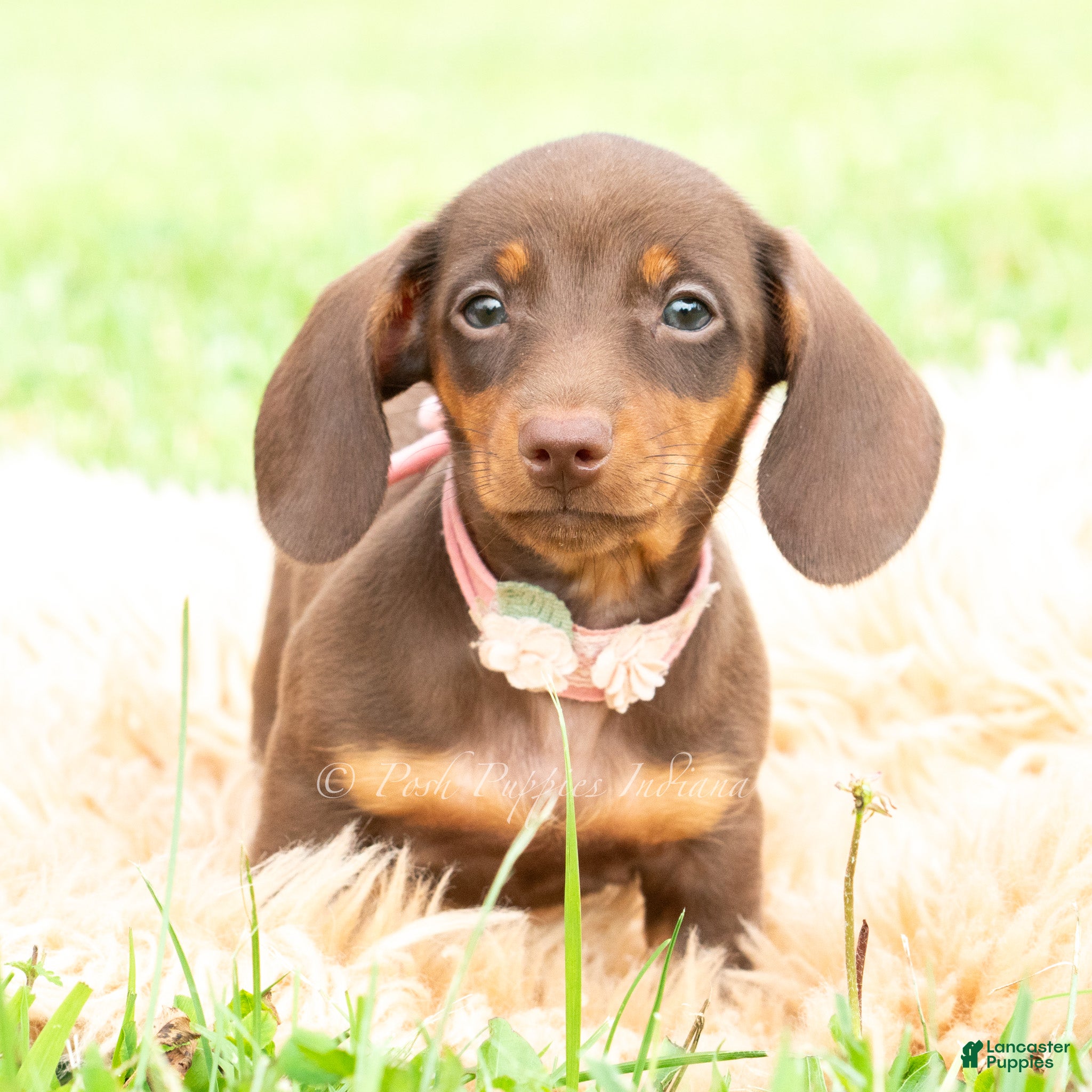Miniature Dachshund dogs Latte - Ad 9