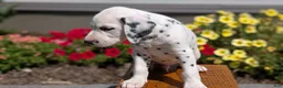 Dalmatian dogs for sale: Riley - Ad 6
