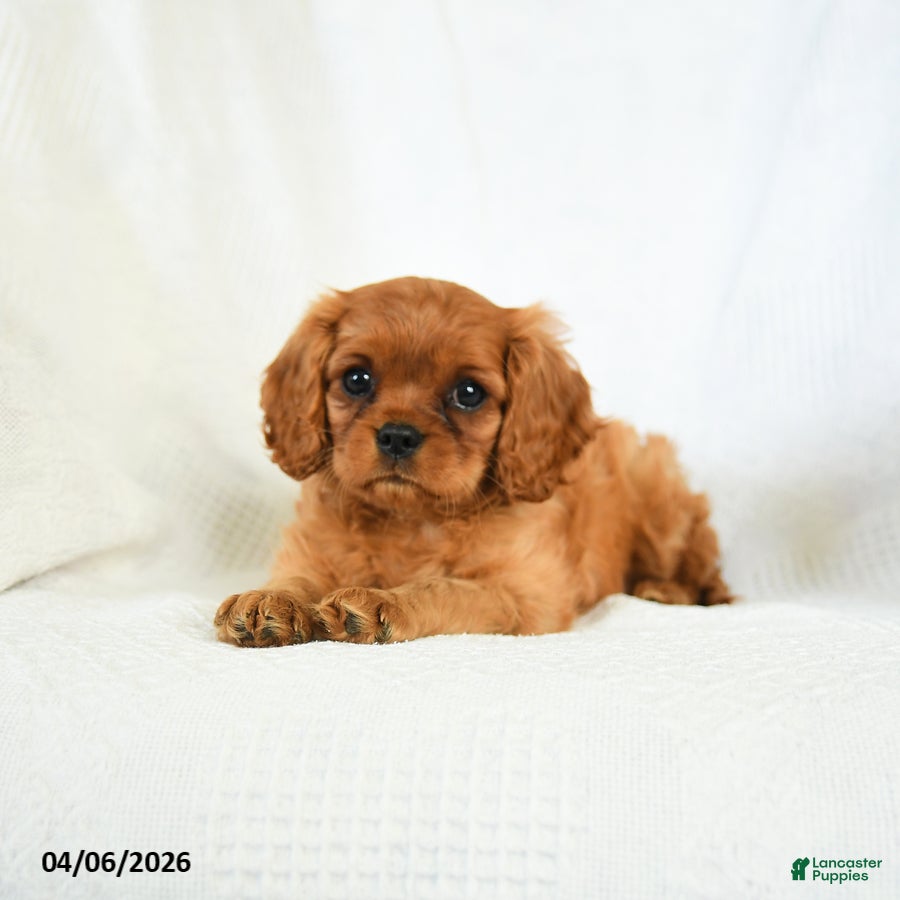 Cavalier King Charles Spaniel dogs Cassidy - Ad 2