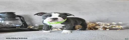 Boston Terrier dogs for sale: Keaton - Ad 2