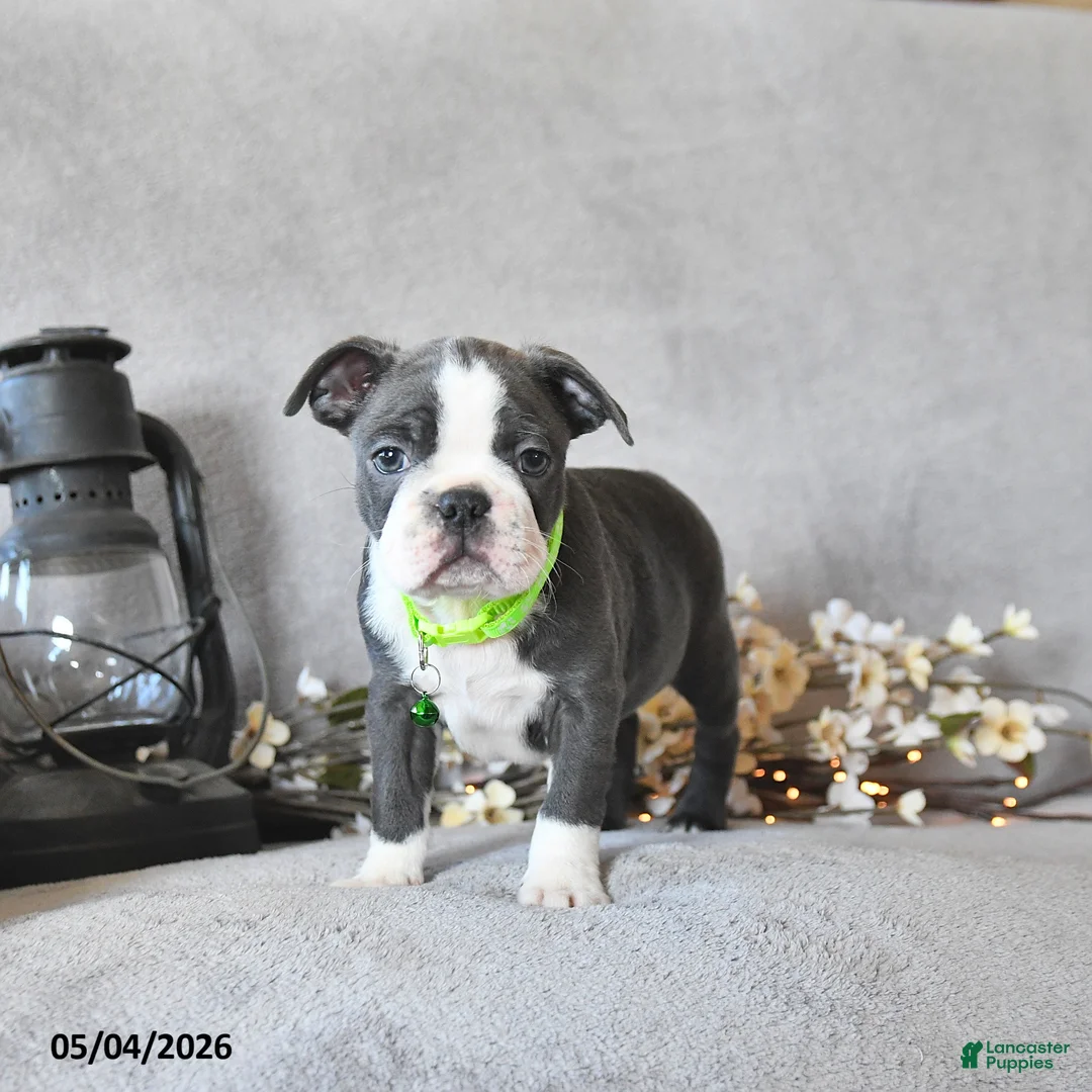 Boston Terrier dogs for sale: Keaton - Ad 2