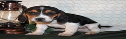 Beagle dogs for sale: Miles - Ad 4