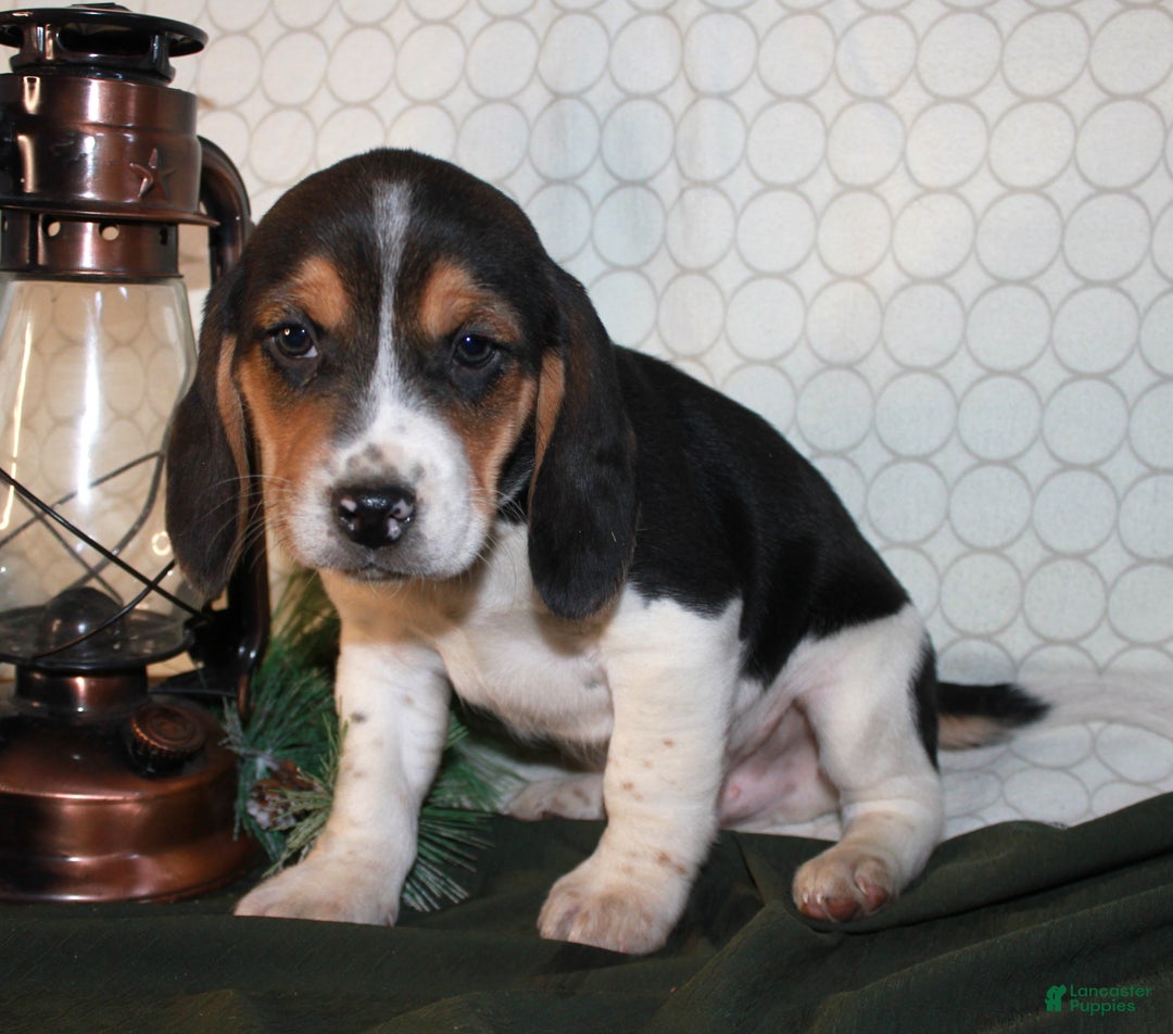 Beagle dogs for sale: Miles - Ad 4