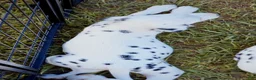 Dalmatian dogs for sale: Paige - Ad 1