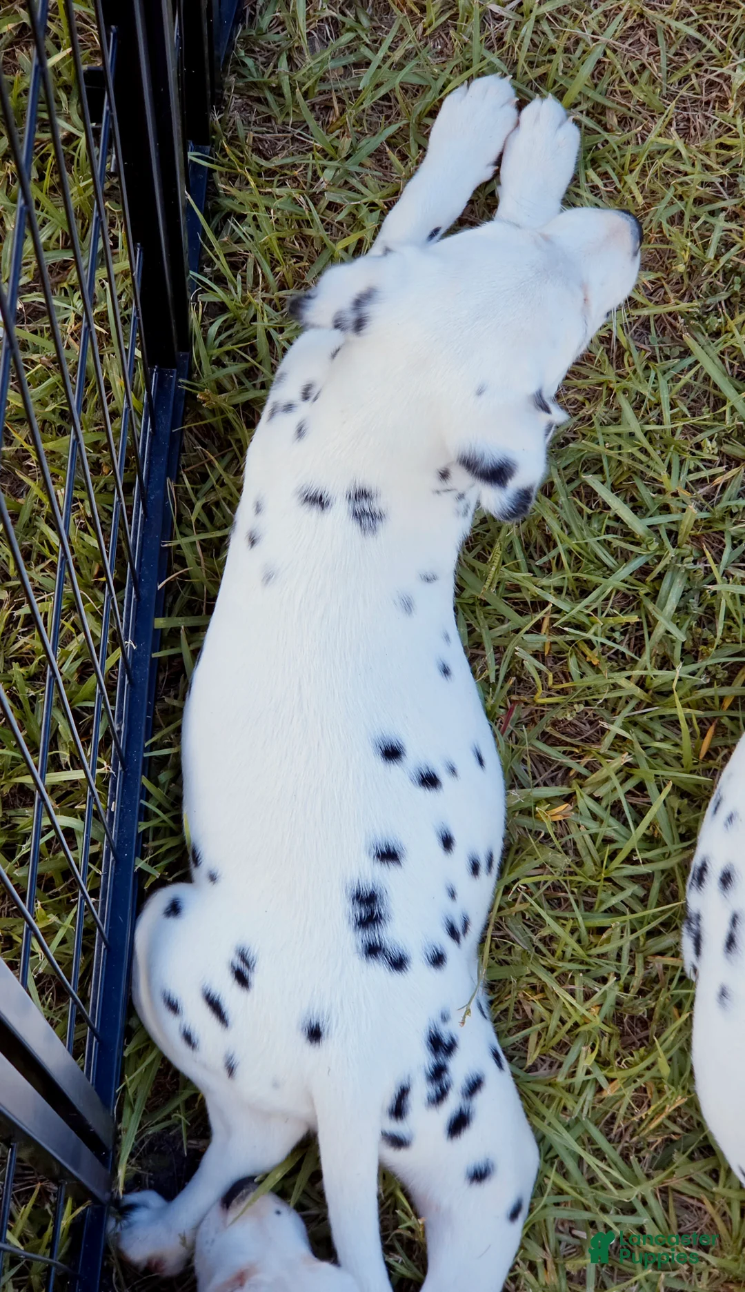 Dalmatian dogs for sale: Paige - Ad 1