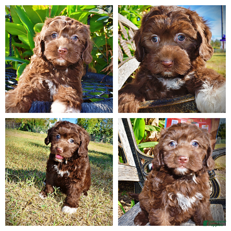 Havapoo dogs for sale: Precious - Ad 1