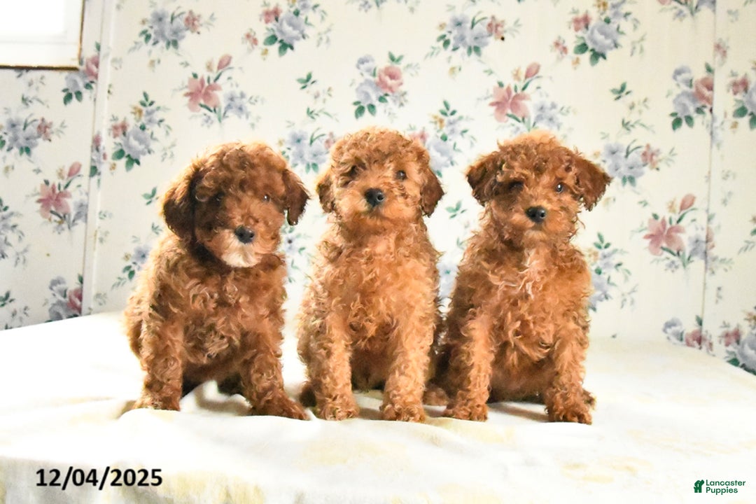 Miniature Poodle dogs for sale: Jack  - Ad 4