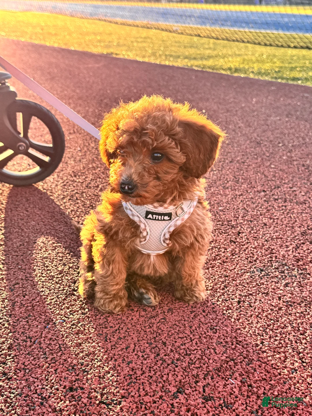 Goldendoodle dogs for sale: Rocky - Ad 2