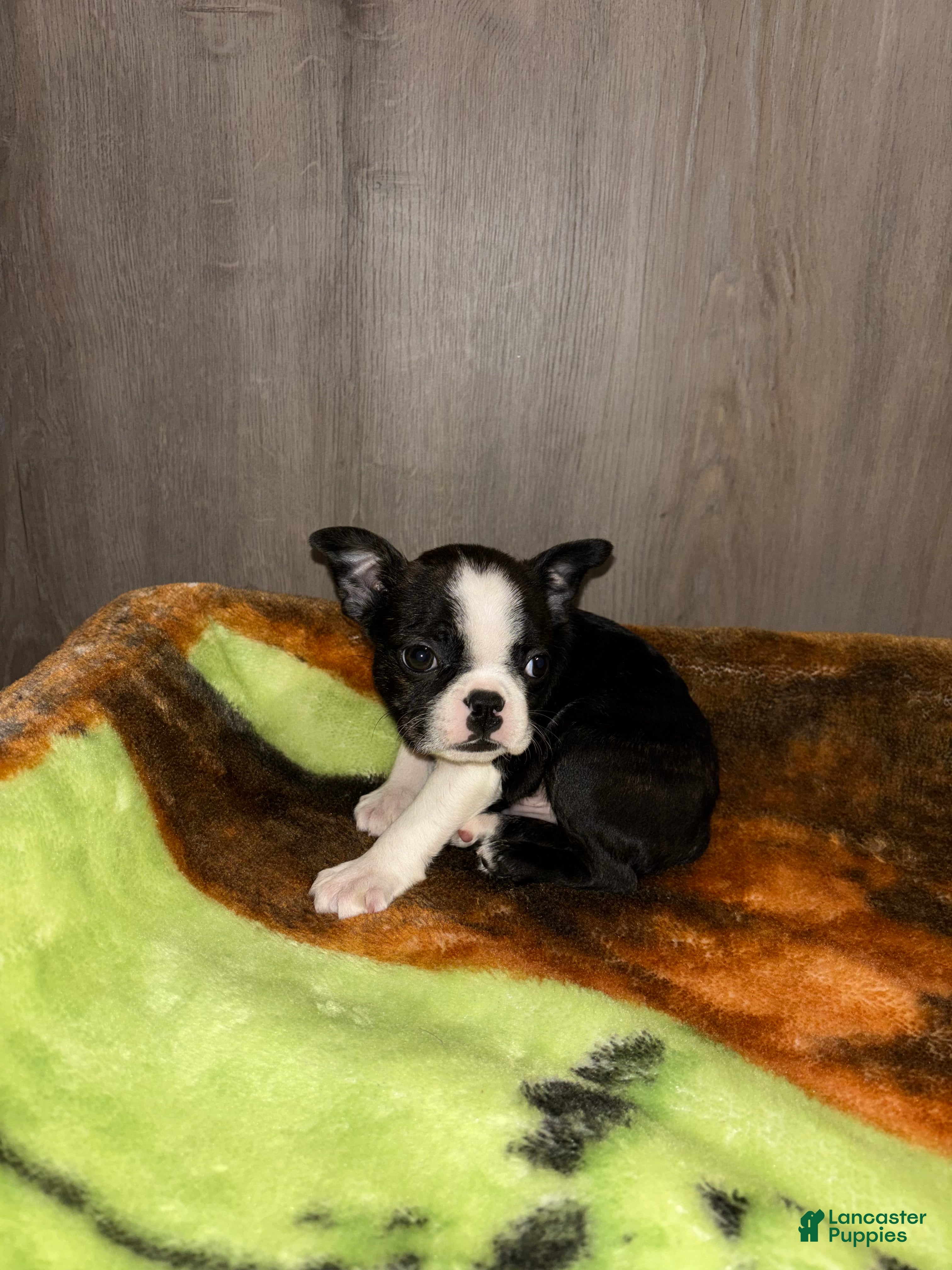 Boston Terrier dogs Ecco - Ad 2