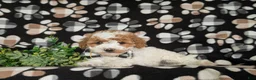 Miniature Poodle dogs for sale: Lochlain - Ad 5