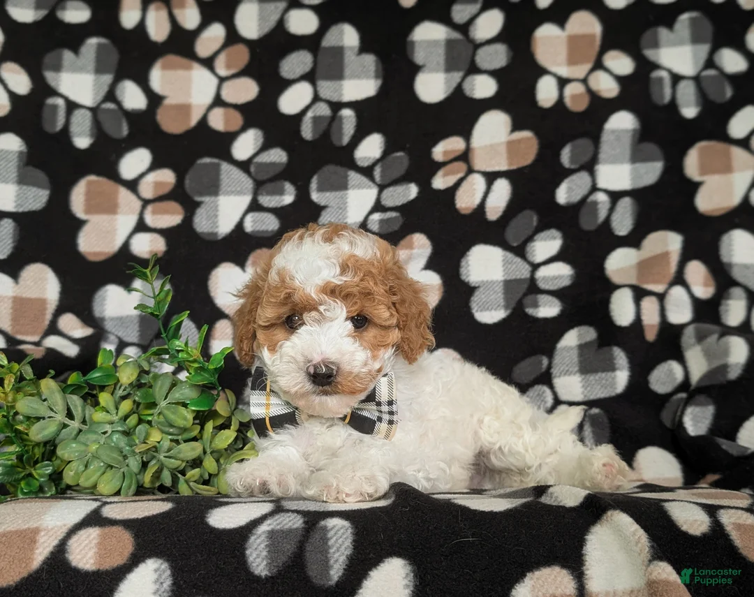 Miniature Poodle dogs for sale: Lochlain - Ad 5