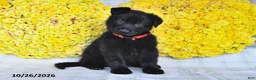 German Shepherd dogs for sale: Orion - Ad 4
