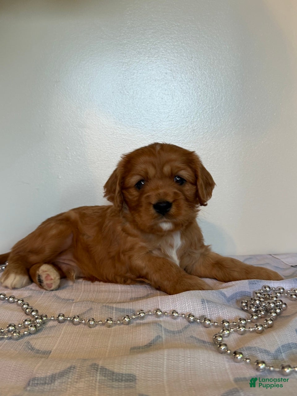 Cavapoo dogs Mickey Cavapoo Puppy  - Ad 1