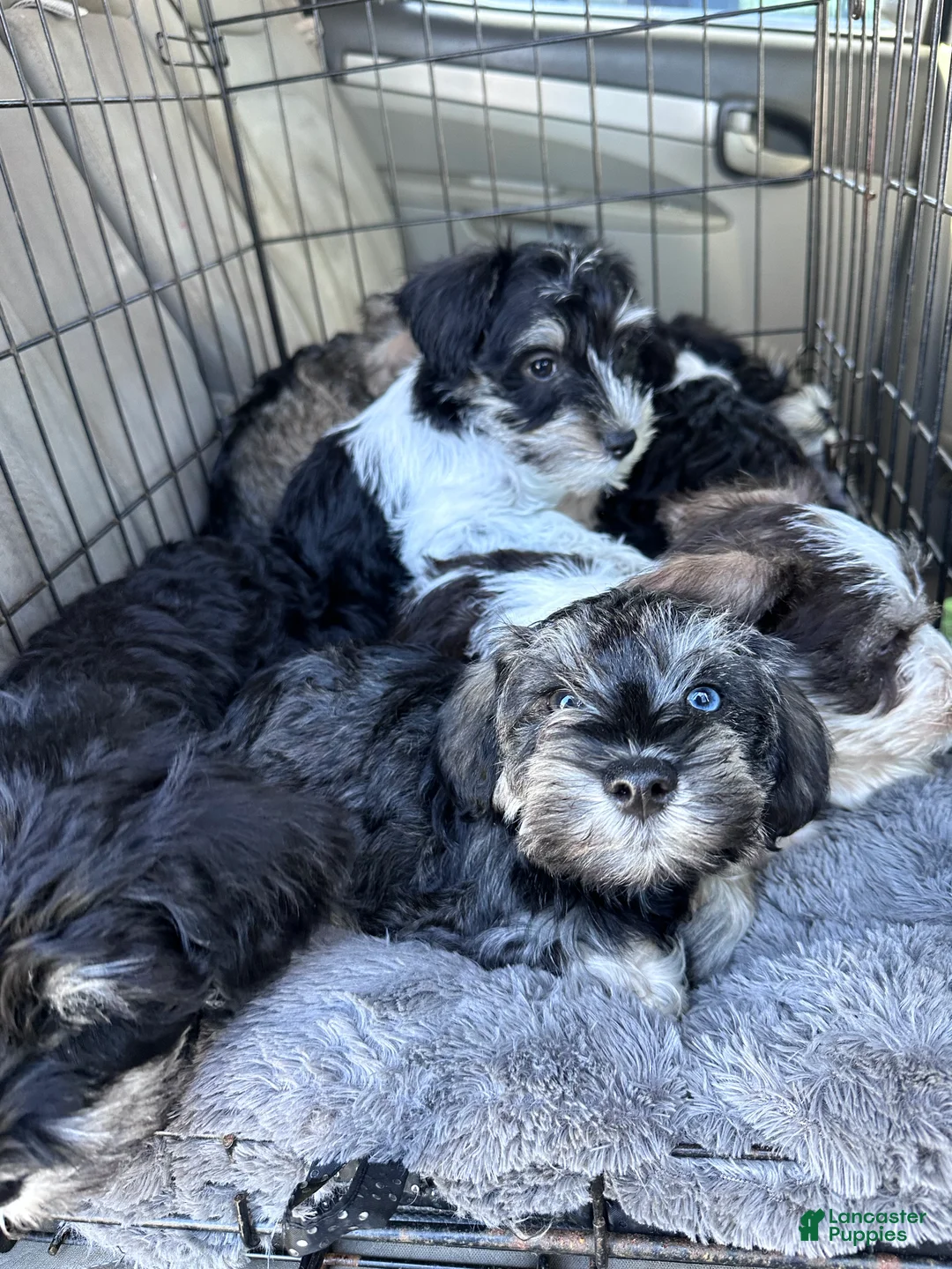 Miniature Schnauzer dogs for sale: Miniature Schnauzer Lucy  - Ad 6