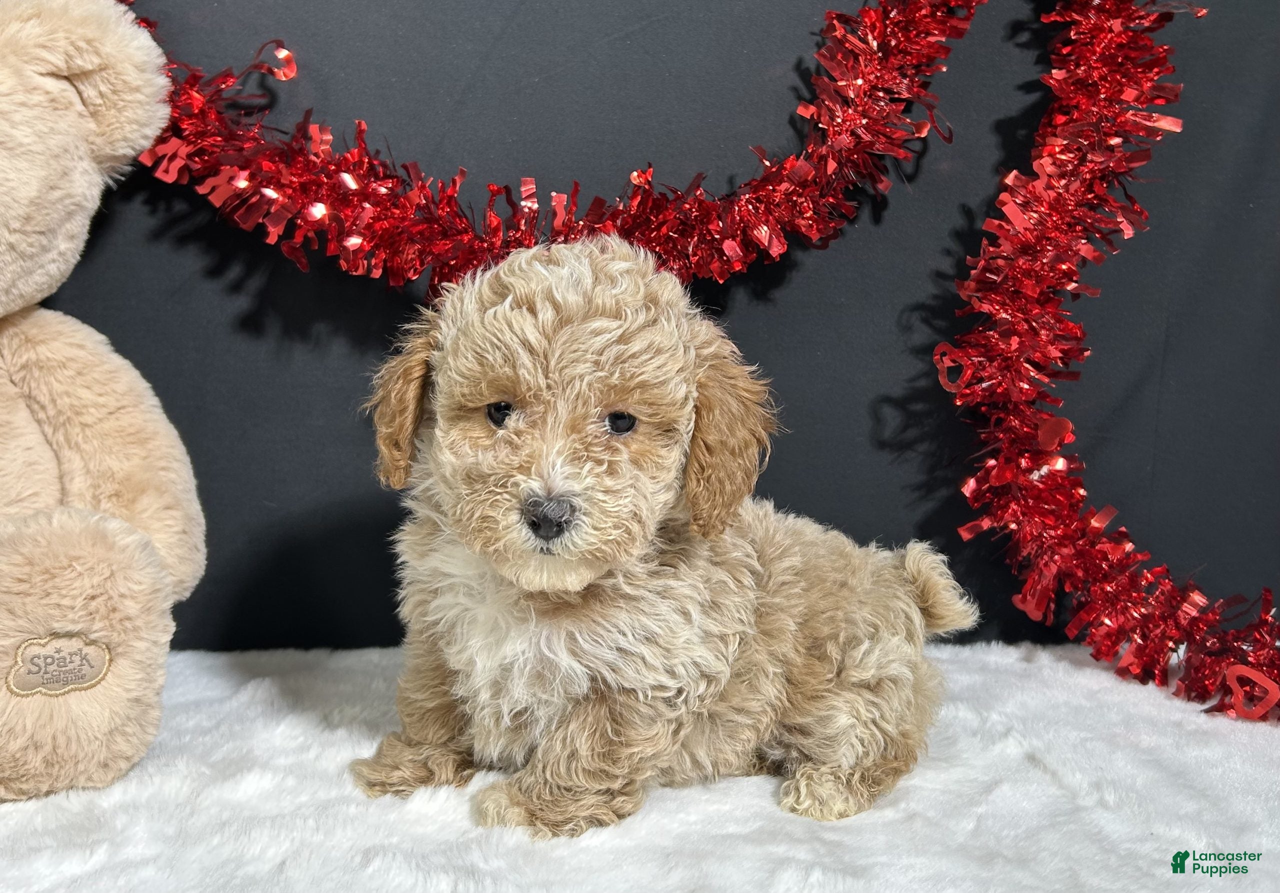 Toy Poodle dogs Addie - Ad 1